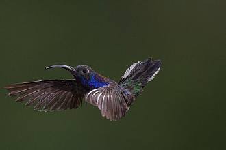 kolibrik.jpg