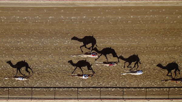 camel-race.jpg