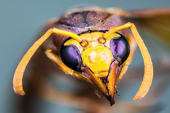 Vědci se inspirovali hmyzem při výrobě "očí" pro drony |  Zdroj: pixabay.com